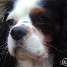 Cavalier king charles spaniel Albert 