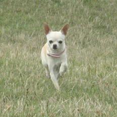 Chihuahua Chilli (Gucci)