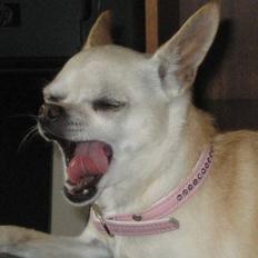 Chihuahua Chilli (Gucci)