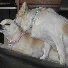 Chihuahua Chilli (Gucci)