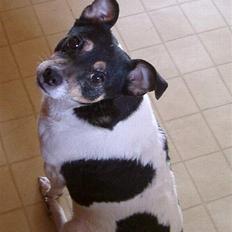 Dansk svensk gaardhund Sussi