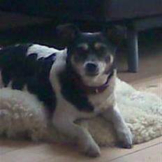 Dansk svensk gaardhund Sussi