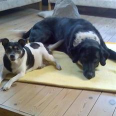 Dansk svensk gaardhund Sussi