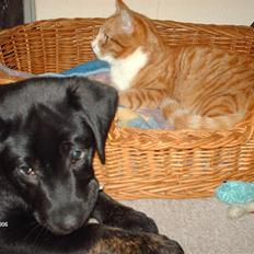 Labrador retriever Bella *R.I.P*