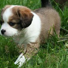 Blanding af racer tulle