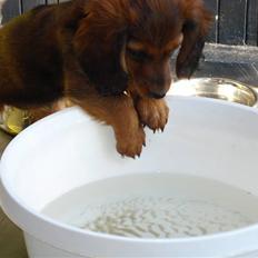 Dværggravhund Freja