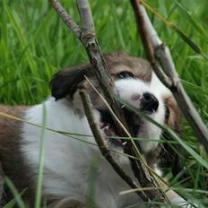 Blanding af racer tulle