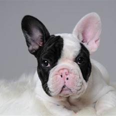 Fransk bulldog Jeton Le Favour (Cozmo)