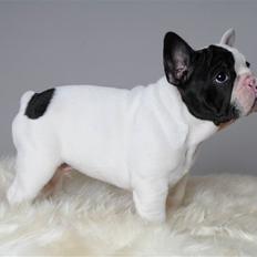 Fransk bulldog Jeton Le Favour (Cozmo)