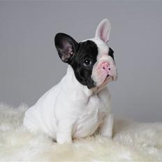 Fransk bulldog Jeton Le Favour (Cozmo)