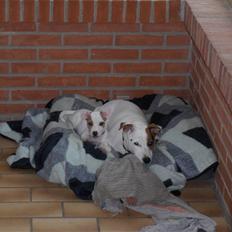 Jack russell terrier Freja