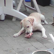 Labrador retriever Thor