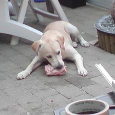 Labrador retriever Thor