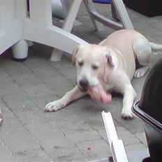Labrador retriever Thor