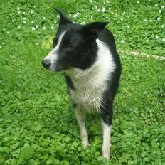 Border collie Spot - R.I.P 18/5 2010
