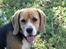 Beagle Mille