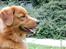 Nova scotia duck tolling retriever Tolkien