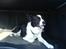 Border collie Dundee - puha.. det er min bil