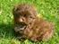 Shih tzu Bella