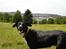 Border collie Trille