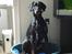 Dobermann Torontos Xenta *R.I.P.* - På besøg ved min ven Bølle, så lånte lige hans kurv :-D
