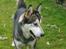 Alaskan malamute CATO *DØD* - Cato i haven