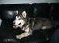 Alaskan malamute CATO *DØD* - Sofaen er nu dejlig