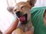 Chihuahua Chanel<3