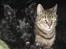 Skotsk terrier LITTLE BIG HORN´S KIMI - Katten og mig er fine venner... Den har smadder fuld af søm i vanten