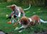 Kooikerhondje Tagas Topsi R.I.P