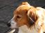 Kooikerhondje Tagas Topsi R.I.P