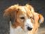 Kooikerhondje Tagas Topsi R.I.P