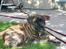 Blanding af racer Baloo
