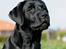 Labrador retriever Kaido  (Hvil i fred, smukke pige)