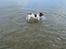 Engelsk springer spaniel Misty af Silver Meadow - vand :D stranden-Dejligt
Ca. 1 år troer jeg?
Foto:Mathilde-tak
