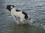 Engelsk springer spaniel Misty af Silver Meadow - elsker vand
Ca. 1 år
foto?