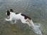 Engelsk springer spaniel Misty af Silver Meadow - WII!  vand igen :D
Ca. 1 år
Foto:Mathilde-Tak