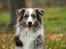 Australian shepherd Boomer