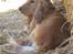 Cocker spaniel Hr. Vimse - R.I.P