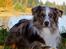 Australian shepherd Boomer