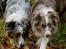 Australian shepherd Boomer