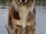 Australian shepherd Boomer