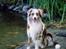 Australian shepherd Boomer