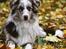 Australian shepherd Boomer