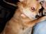 Chihuahua Molly - MMmm... Mors Egen Prinsesse... <3