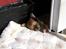 Chihuahua Sir Louis Winston - Louis som lille vaps :)