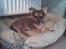 Chihuahua Sir Louis Winston - Louis som lille :)