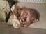 Chihuahua Sir Louis Winston - Louis med hans julegave XD