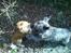 Chihuahua Sir Louis Winston - Louis leger med naboens Cairn Terrier :)
