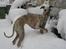 Whippet Piper - Piper 